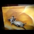 Get the Mouse