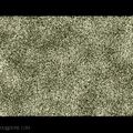 Art Basel Video